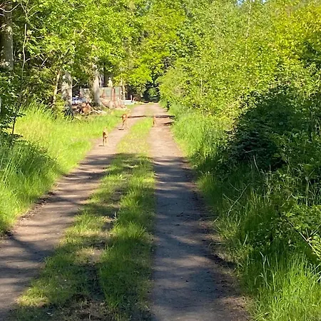 Scenic Area Close To Forest Golf And