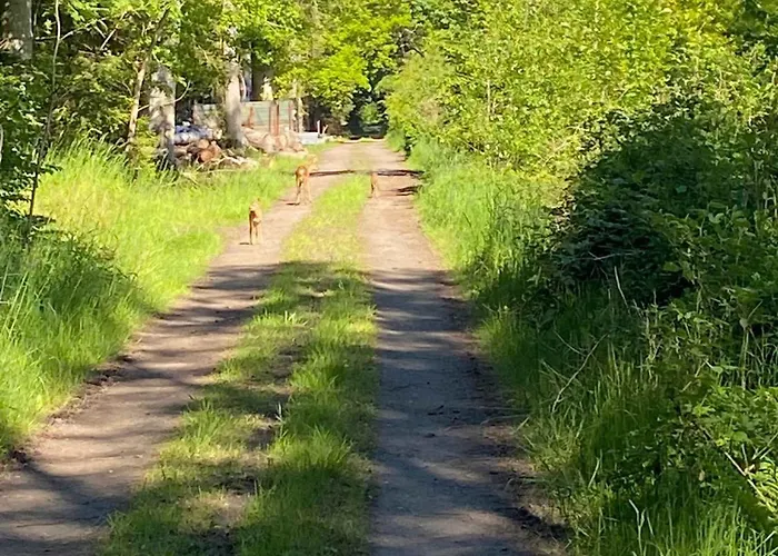 Scenic Area Close To Forest Golf And * Rønne