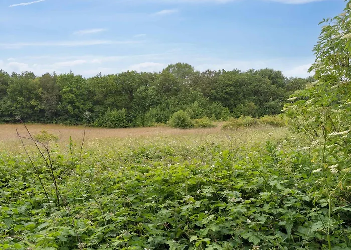 Scenic Area Close To Forest Golf And *